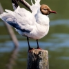 Chroicocephalus Ridibundus — Mézières-en-Brenne — 50 × 70 cm