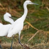 Larus Michahellis — 20251201 — 70 × 50 cm