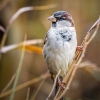 House Sparrow in 20251201 — 40 × 30 cm