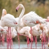 Phoenicopterus Roseus — 20251201 — 40 × 30 cm