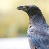 Corvus Corone — Bois de Boulognes — 70 × 50 cm