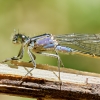 Ischnura Elegans — 20250516 — 60 × 40 cm