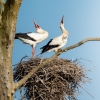 Ciconia Ciconia — Vergigny 
