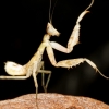 Creobroter Gemmatus — 20251115-2025-11-15 — 70 × 50 cm
