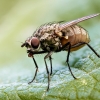 Anthomyiidae Indet — Cheny 