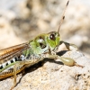 Gomphocerus Sibiricus — 20250811 — 40 × 30 cm