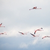 Phoenicopterus Roseus — 20251201 — 70 × 50 cm