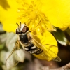 Scaeva Pyrastri — Tignes — 40 × 30 cm