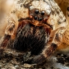 Zoropsis Spinimana — Joigny 