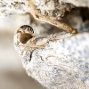 Caradrina Kadenii — 20250811 — 60 × 40 cm