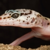 Eublepharis Macularius — 20251114-2025-11-15 — 40 × 30 cm