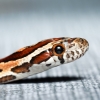 Pantherophis Guttatus — 20251115-2025-11-15 — 40 × 30 cm