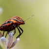 Striped Shield Bug in Venoy — 70 × 50 cm