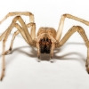 Cheiracanthium Mildei — Gentilly — 60 × 40 cm