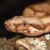 Boa Constrictor — 20251115-2025-11-15 — 60 × 40 cm