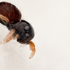 20250124,25 Bébé Phidippus Regius North Florida — 60 × 40 cm