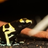 Dendrobates Leucomelas — 20251115-2025-11-15 — 40 × 30 cm