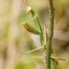 European Praying Mantis in Venoy — 50 × 70 cm