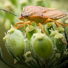 Carpocoris Purpureipennis — 20250722 — 40 × 30 cm