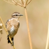 Saxicola Rubetra — Tignes — 70 × 50 cm