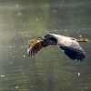 Ardea Purpurea — Mézières-en-Brenne — 60 × 40 cm