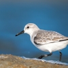 Calidris Alba — 20251205 — 70 × 50 cm