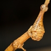 Pseudoproscopia Latirostris — 40 × 30 cm