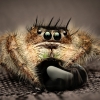Tronc Turquoise — 20250124,25-MARVIN Phidippus Regius Okeechobee — 70 × 50 cm
