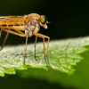 Rhagio Tringarius — 20250519 — 70 × 50 cm