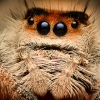 20250124,25 Abaddon Phidippus Regius Florida — 60 × 40 cm
