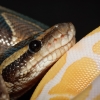 Python Regius — 20251115-2025-11-15 — 60 × 40 cm