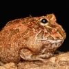 Ceratophrys Cranwelli — 20251115-2025-11-15 — 60 × 40 cm