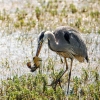 Grey Heron in Rosnay — 70 × 50 cm