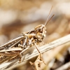 Chorthippus Biguttulus Group — Cheny — 60 × 40 cm