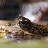Water Frog in Etival — 60 × 40 cm