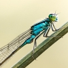 Ischnura Elegans — Cheny — 40 × 30 cm