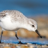Calidris Alba — 20251205 — 40 × 30 cm