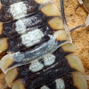 Porcellio Expansus — 60 × 40 cm