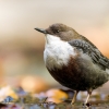 White-throated Dipper in Menétrux-en-Joux — 40 × 30 cm