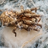 Zoropsis Spinimana — Cheny — 70 × 50 cm