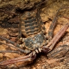 Euphrynichus Bacillifer — 40 × 30 cm