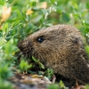 Common Vole in Les Planches-en-Montagne — 70 × 50 cm