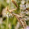 European Praying Mantis in Venoy — 30 × 40 cm