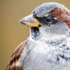 House Sparrow in 20251201 — 70 × 50 cm