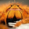 Heteropoda David Bowie — 40 × 30 cm
