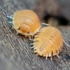20250125 Porcellio Pruinosus Orange — 60 × 40 cm
