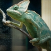 Chamaeleo Calyptratus — 20251115-2025-11-15 — 40 × 30 cm