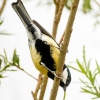 Parus Major — Congis-sur-Thérouanne 