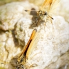 Thymelicus Lineola — 20250811 — 30 × 40 cm