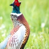 Phasianus Colchicus — Beynes — 40 × 30 cm